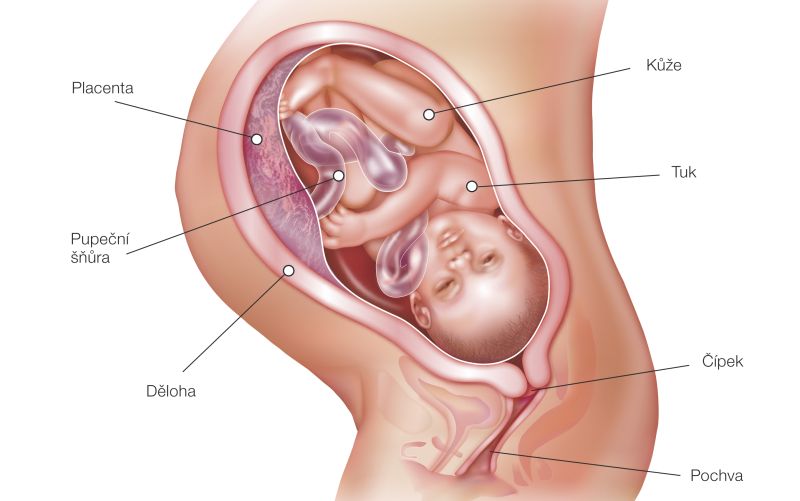 Fotografie (39. týždeň tehotenstva: Vývoj plodu a tehotenské zmeny)